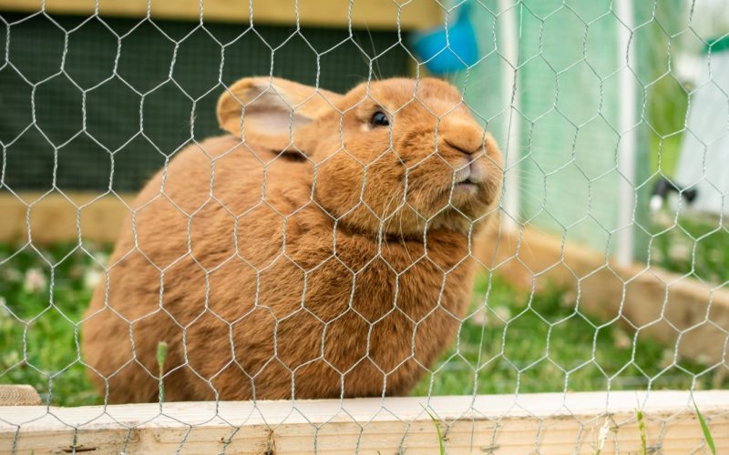 Lleva a tus conejos al veterinario con jaulas diseñadas para su comodidad y seguridad